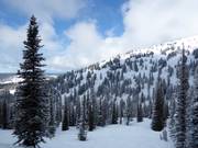 Discese attraverso il bosco rado