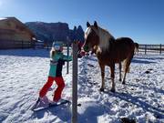 I cavalli fanno felici i bambini