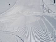 Velluto mattutino sulla Rhododendron