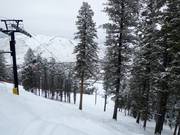 Discesa nel bosco Big Horn