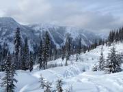 Discesa nel bosco disboscata e non preparata Ramble On