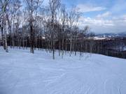 Dalla pista nel bosco rado