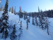 Gladed Runs (piste nei boschi diradati)