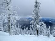 Molto popolare: sci tra gli alberi nei boschi radi
