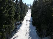 Tracce attraverso i boschi