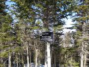 Sono molto popolari le discese attraverso boschi diradati (Gladed Runs).