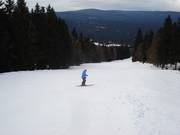 Un chilometro e mezzo la pista si snoda attraverso una radura nel bosco.