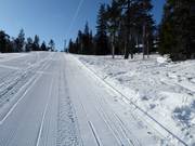 Maston Aitio - Manovia/Babylift a fune bassa