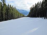 Pista nel bosco Eye Opener Connector