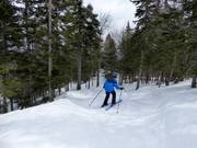 Discesa nel bosco disboscata La Rigolo
