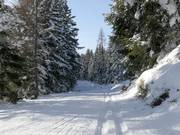 Pista da fondo in quota Rittisberg a 1.500 m