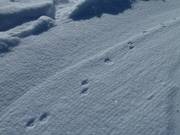 Chissà se qui la volpe Schetti ha lasciato le sue tracce?