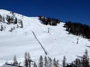 Sonnenhang intermedia