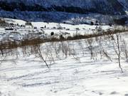 Tree runs tra boschi di betulle