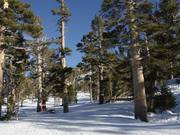 Discese boschive diradate (Gladed Runs)