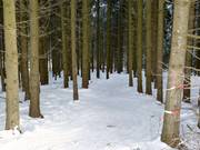 C'è perfino una discesa attraverso il bosco.