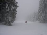 Discesa nel bosco al Wurmberg