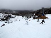 Pista al Terminal Quad Blue Cow