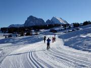 Piste da fondo sull'Alpe di Siusi con il Sassolungo e il Sassopiatto sullo sfondo