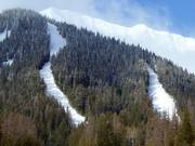 Vista sulle piste nei corridoi boschivi della Currie Bowl