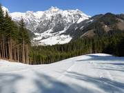 Steinbergriedel n. 11