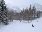 Discese attraverso alberi e boschi (tree skiing)