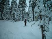 Discese boschive non preparate con neve fresca (Gladed Runs)