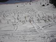 Rimboschimento nell’area sciistica