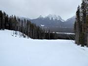 Pista n. 174 Buffaloberry