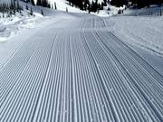 Tracce fresche nella neve