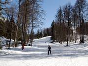 Attraversa una splendida foresta mista: discesa B1