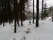 È possibile anche una discesa attraverso il bosco.