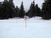 Non è consentito sciare nei boschi.