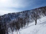 Boschi radi attendono i freerider