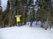 Accesso alle discese boschive diradate (Gladed Runs)