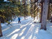 Discesa nel bosco disboscata - Gladed Run