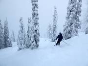 Discese in mezzo al bosco non preparate con neve fresca (Gladed Runs)