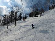 Pista di neve fresca attraverso boschi radi