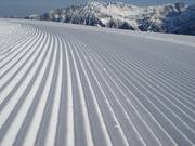 Fresche tracce nella neve