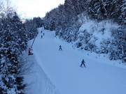 Facile discesa nel bosco