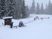 Sweet Pea - Tapis roulant