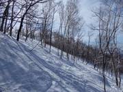 Discese attraverso i boschi radi