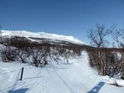 La discesa a valle serpeggia attraverso un bosco rado