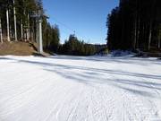 Discesa nel bosco molto facile a Lavarone