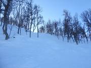 Varianti attraenti attraverso il bosco