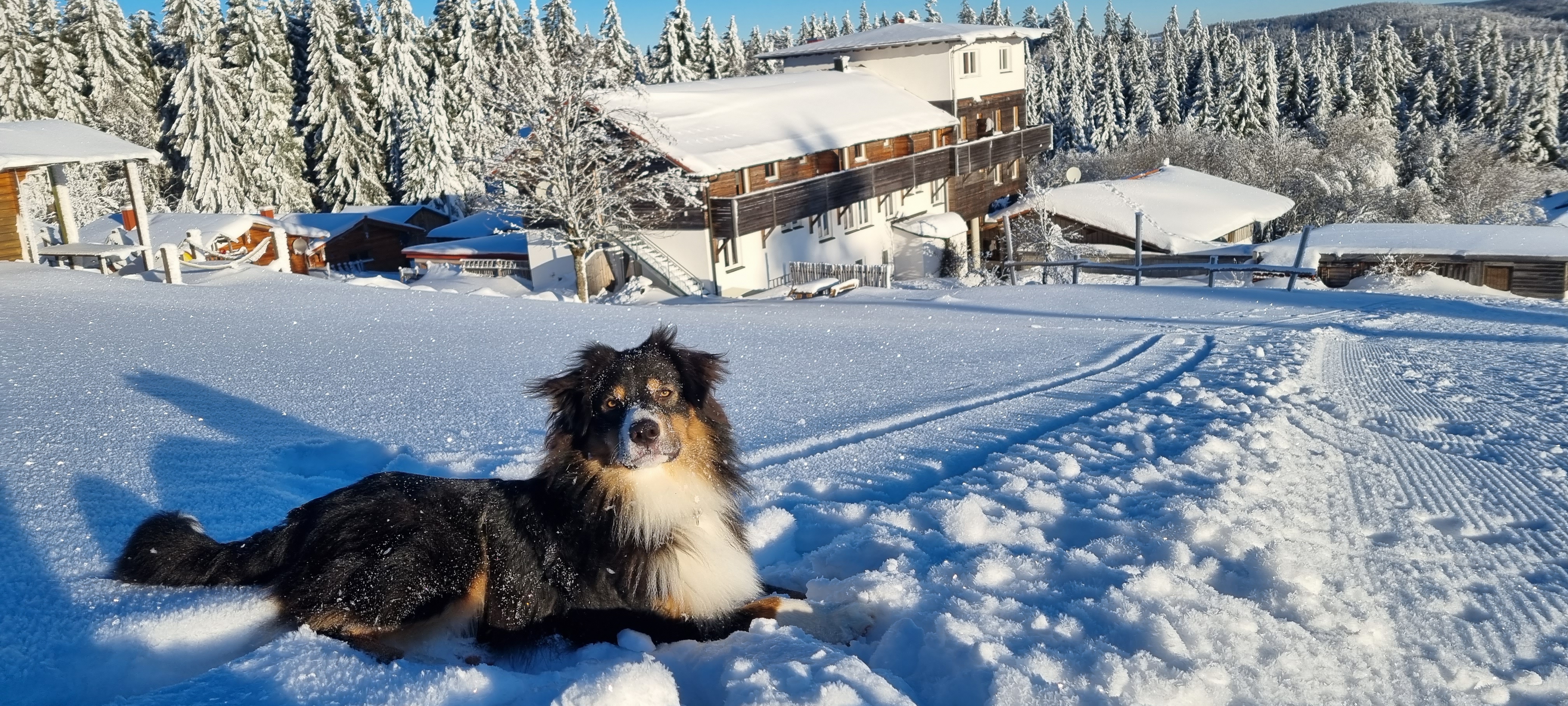 Hunderesort Waldeck