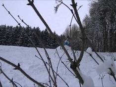 Video Hanslmühle - Mauern