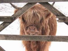 Video Lake District Ski Club - Raise